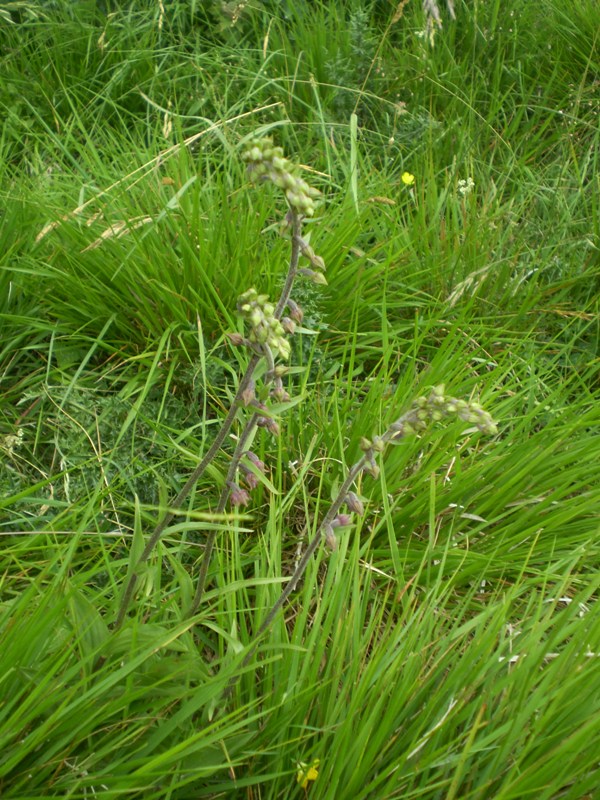 Epipactis atrorubens